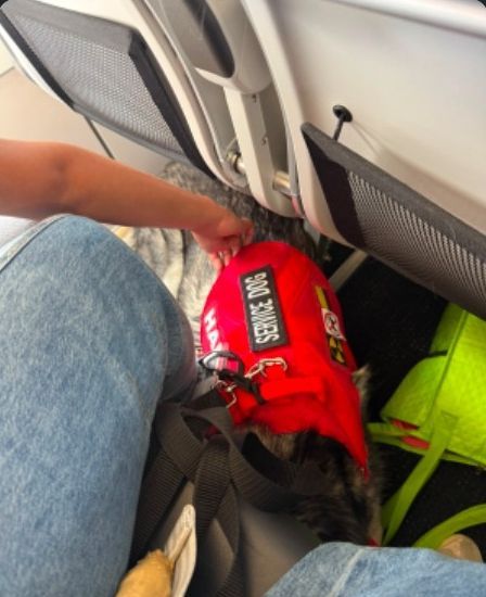 Perro de servicio con chaleco rojo a los pies de su guía dentro del avión