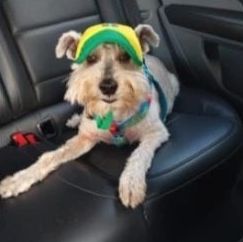 Perro con gorra de Brasil sentado en el asiento de un carro