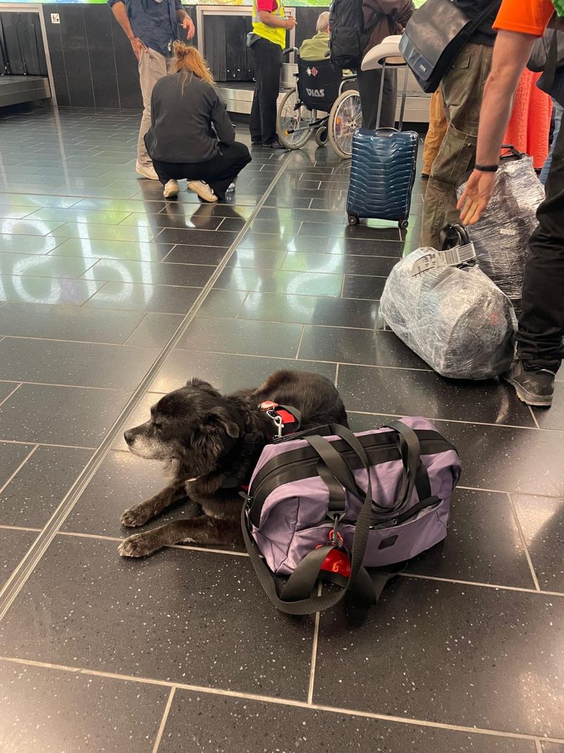 Perro de servicio descansando junto al equipaje en la sala de llegadas
