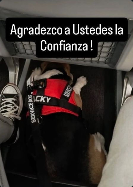 Lucky, con su arnés de perro de servicio, tranquila bajo el asiento del avión