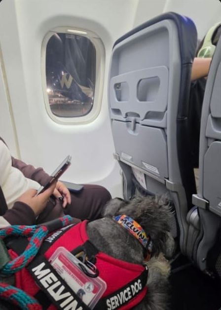 Melvin junto a la ventanilla del avión, con su chaleco de perro de servicio